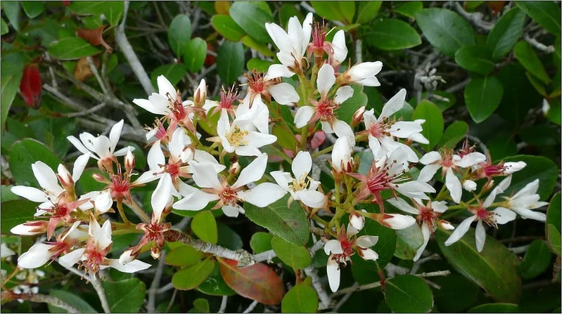 Perfect Plants Dwarf Indian Hawthorn Shrub 2 Perfect Plants Dwarf Indian Hawthorn Shrub