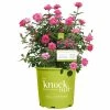 Perfect Plants Pink Double Knock Out® Rose Bush Knock Out® Roses