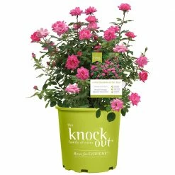 Perfect Plants Pink Double Knock Out® Rose Bush Knock Out® Roses