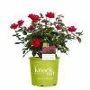 Perfect Plants Double Red Knock Out® Rose Bush