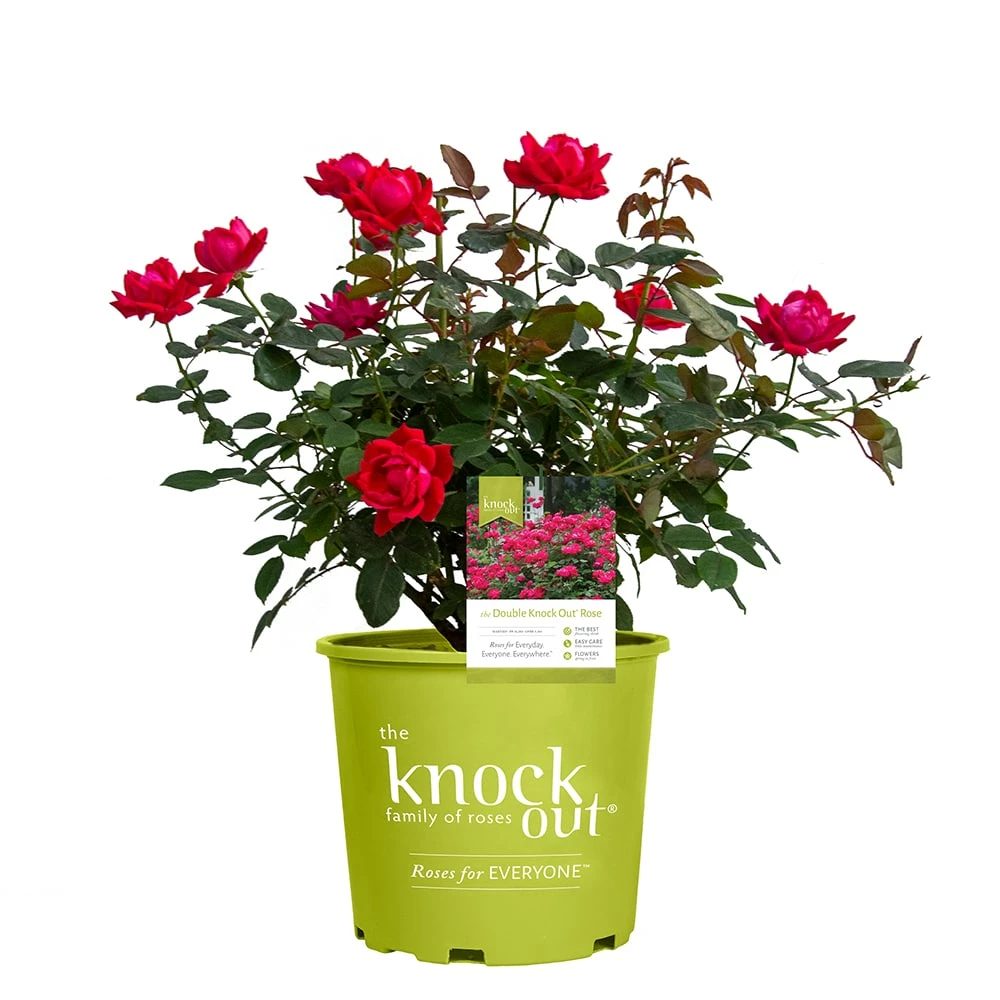 Perfect Plants Double Red Knock Out® Rose Bush 1 Perfect Plants Double Red Knock Out® Rose Bush
