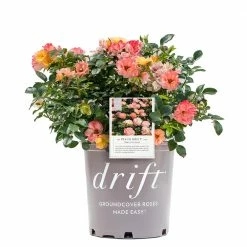 Perfect Plants Drift® Roses Peach Drift® Rose Bush