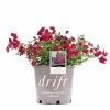 Perfect Plants Red Drift® Rose Bush