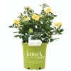 Perfect Plants Sunny Knock Out® Rose Bush