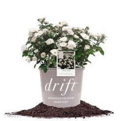 Perfect Plants Drift® Roses White Drift® Rose Bush