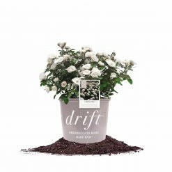 Perfect Plants Drift® Roses White Drift® Rose Bush