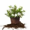 Perfect Plants Dwarf Gardenia Radicans Shrub Gardenia Shrubs