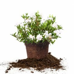 Perfect Plants Dwarf Gardenia Radicans Shrub Gardenia Shrubs