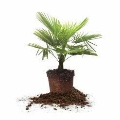 Perfect Plants Salt Tolerant Shrubs Windmill Palm Tree