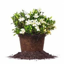 Perfect Plants All Shrubs & Hedges Kleim’s Hardy Gardenia Shrub
