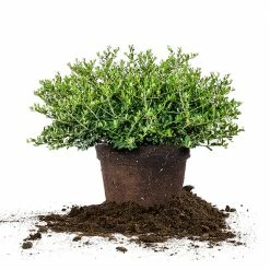 Perfect Plants Schilling Holly All Shrubs & Hedges