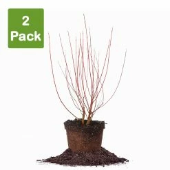 Perfect Plants Red Twig Dogwood Shrub Deer Resistant Shrubs