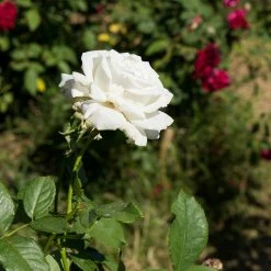 Perfect Plants White Drift® Rose Tree Drift® Roses