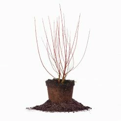 Perfect Plants Red Twig Dogwood Shrub Deer Resistant Shrubs
