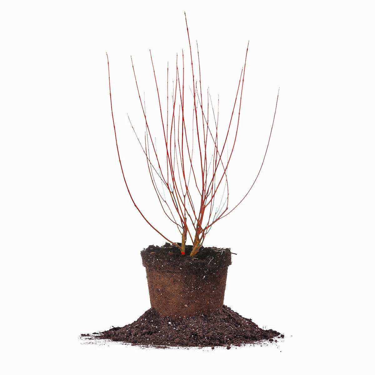 Perfect Plants Red Twig Dogwood Shrub Deer Resistant Shrubs 1 Perfect Plants Red Twig Dogwood Shrub Deer Resistant Shrubs
