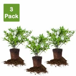 Perfect Plants Frost Proof Gardenia Shrub 17 Perfect Plants Frost Proof Gardenia Shrub
