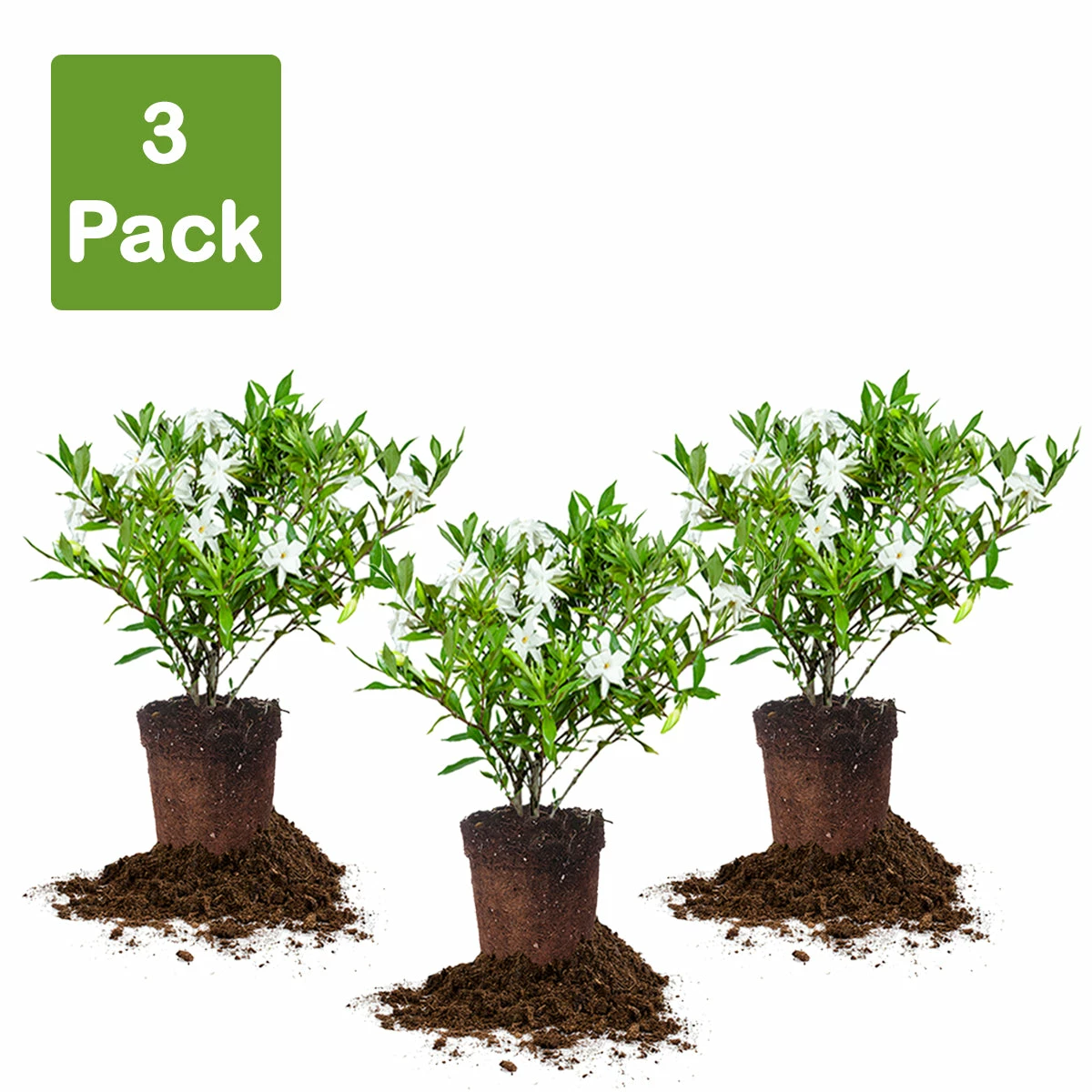 Perfect Plants Frost Proof Gardenia Shrub 9 Perfect Plants Frost Proof Gardenia Shrub