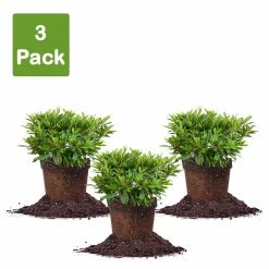 Perfect Plants All Shrubs & Hedges George Taber Azalea Shrub