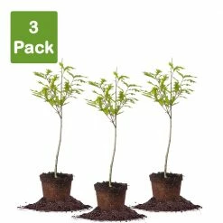 Perfect Plants Nuttall Oak Tree 13 Perfect Plants Nuttall Oak Tree