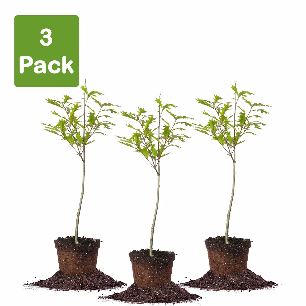 Perfect Plants Nuttall Oak Tree 7 Perfect Plants Nuttall Oak Tree