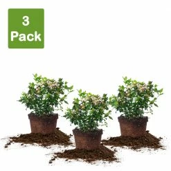 Perfect Plants Spring Bouquet Viburnum