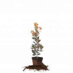 Perfect Plants Little Gem Magnolia Tree All Trees