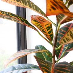 Perfect Plants Croton ‘Petra’