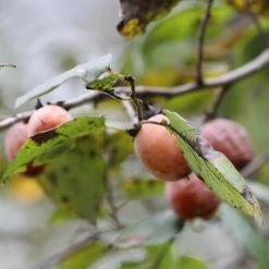 Perfect Plants American Persimmon Tree