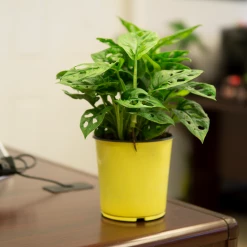 Perfect Plants Monstera Adansonii All Houseplants