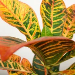 Perfect Plants Croton ‘Petra’