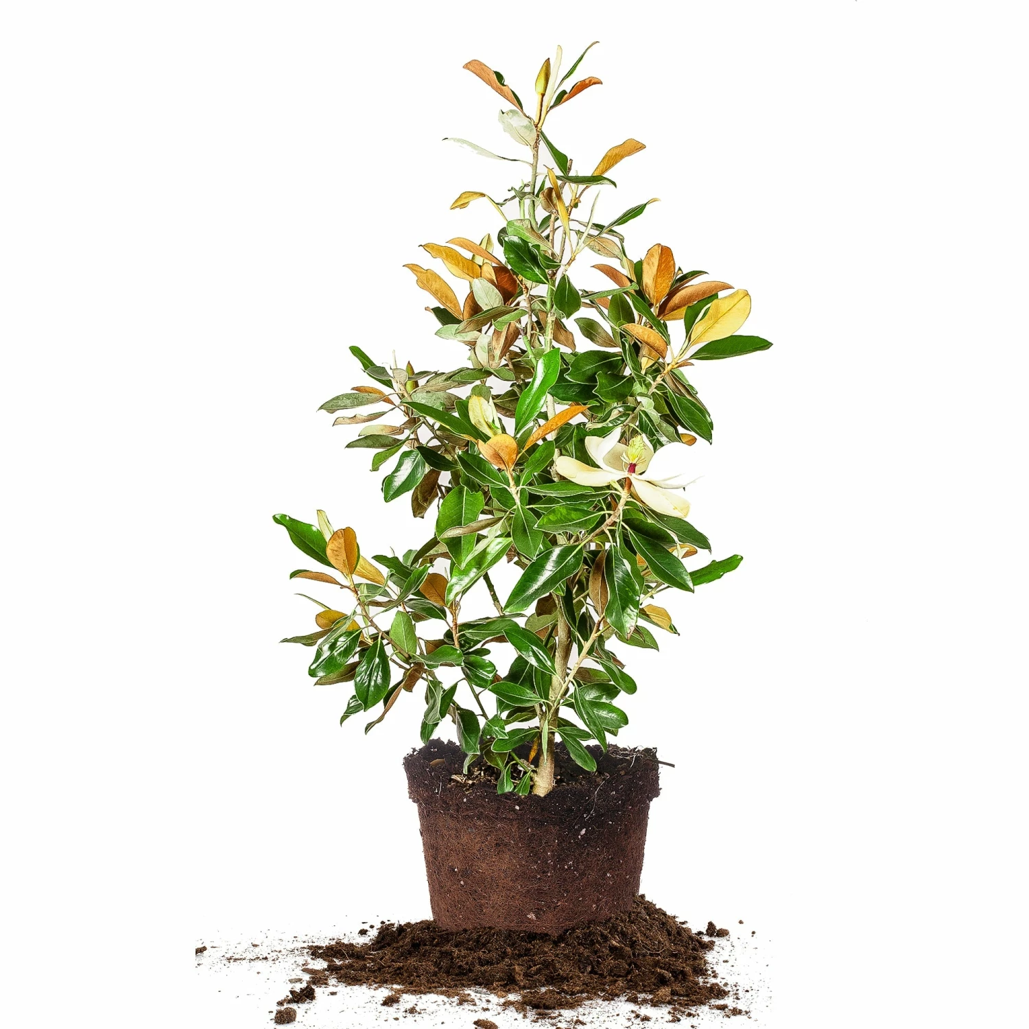 Perfect Plants Bracken’s Brown Beauty Magnolia Tree 6 Perfect Plants Bracken’s Brown Beauty Magnolia Tree