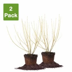 Perfect Plants Deer Resistant Shrubs Yellow Twig Dogwood Shrub