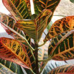Perfect Plants Croton ‘Petra’