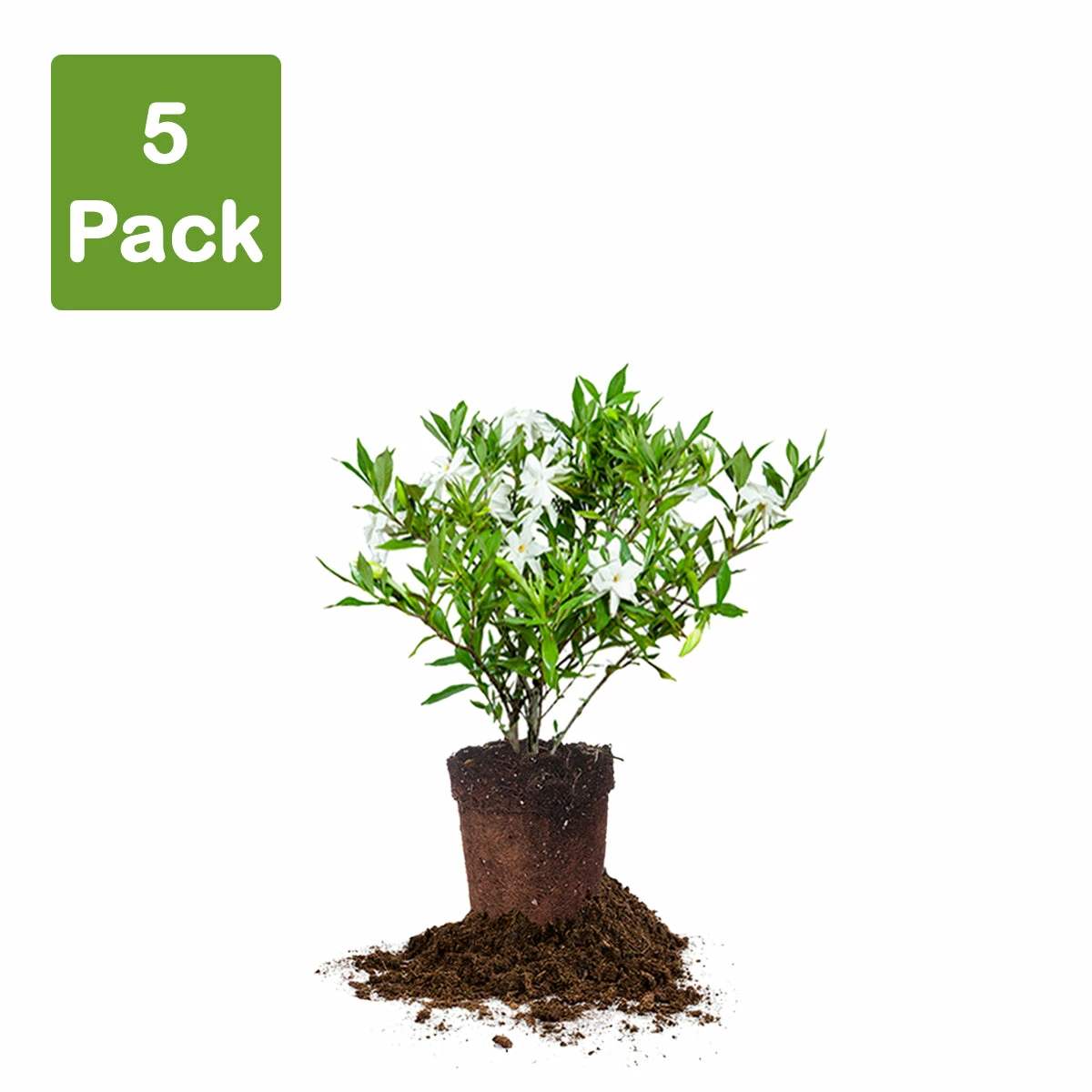 Perfect Plants Frost Proof Gardenia Shrub 8 Perfect Plants Frost Proof Gardenia Shrub