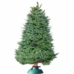 Perfect Plants Fresh Fraser Fir Christmas Tree