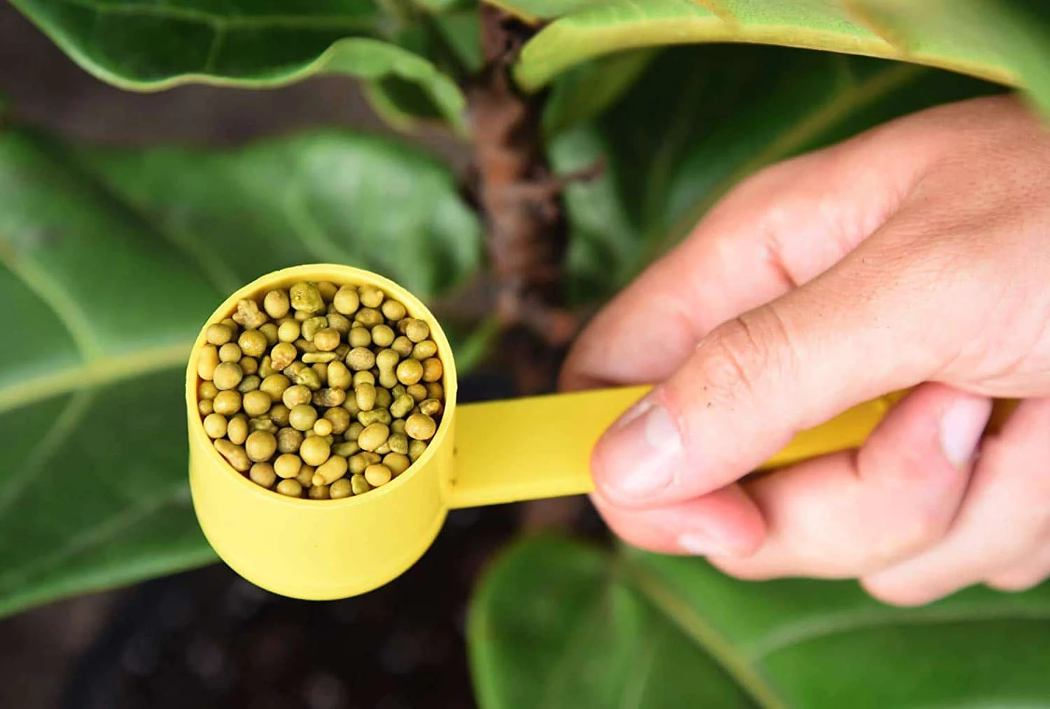 Perfect Plants Sales Shop 2 Perfect Plants Fiddle Leaf Fig Fertilizer |View All