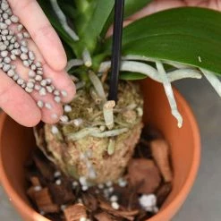 Perfect Plants |View All Orchid Food & Fertilizer