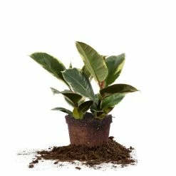 Perfect Plants All Houseplants Variegated Rubber Plant – Ficus Tineke 9 Perfect Plants All Houseplants Variegated Rubber Plant – Ficus Tineke