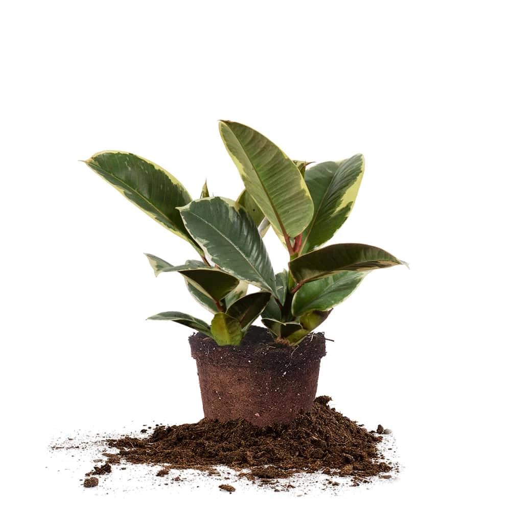 Perfect Plants All Houseplants Variegated Rubber Plant – Ficus Tineke 5 Perfect Plants All Houseplants Variegated Rubber Plant – Ficus Tineke