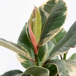Perfect Plants All Houseplants Variegated Rubber Plant – Ficus Tineke