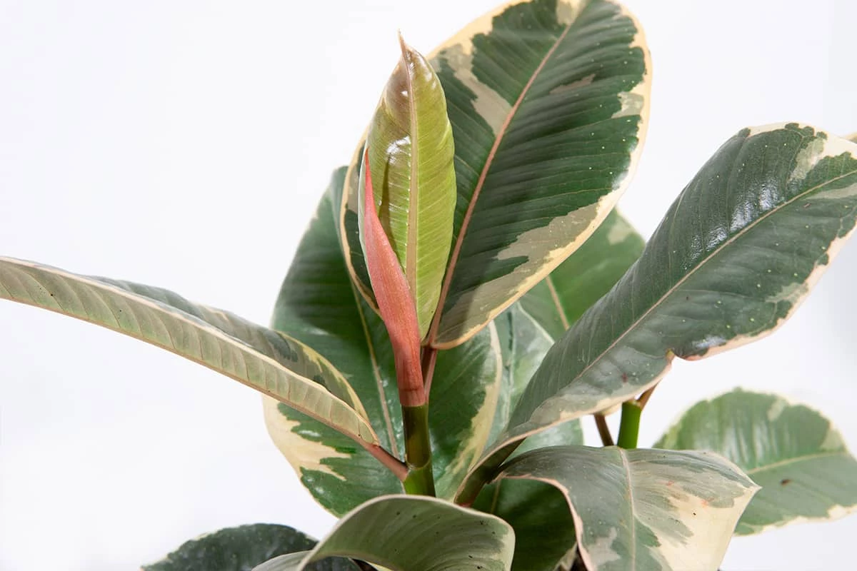 Perfect Plants All Houseplants Variegated Rubber Plant – Ficus Tineke 2 Perfect Plants All Houseplants Variegated Rubber Plant – Ficus Tineke