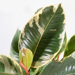 Perfect Plants All Houseplants Variegated Rubber Plant – Ficus Tineke 7 Perfect Plants All Houseplants Variegated Rubber Plant – Ficus Tineke