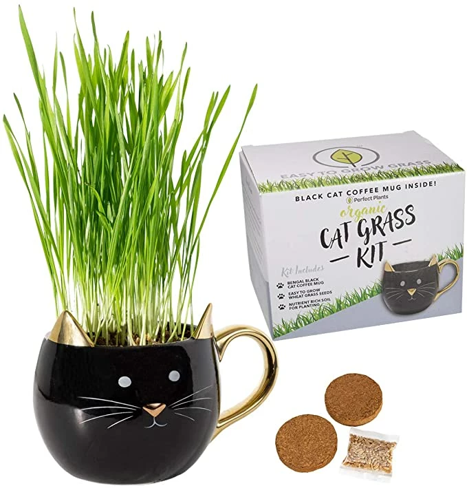 Perfect Plants Organic Cat Grass Kit |View All 1 Perfect Plants Organic Cat Grass Kit |View All