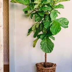 Perfect Plants Fiddle Leaf Fig Fertilizer |View All