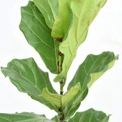 Perfect Plants Fiddle Leaf Fig Fertilizer |View All