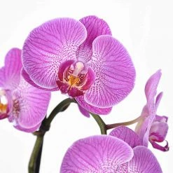 Perfect Plants |View All Orchid Food & Fertilizer