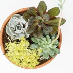 Perfect Plants Succulent Fertilizer For Cactus And Succulent Plants |View All