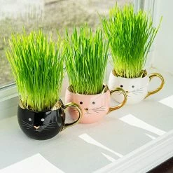 Perfect Plants Organic Cat Grass Kit |View All 9 Perfect Plants Organic Cat Grass Kit |View All