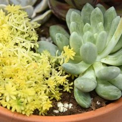 Perfect Plants Succulent Fertilizer For Cactus And Succulent Plants |View All