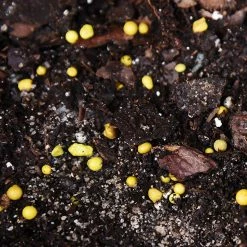 Perfect Plants Fiddle Leaf Fig Fertilizer |View All